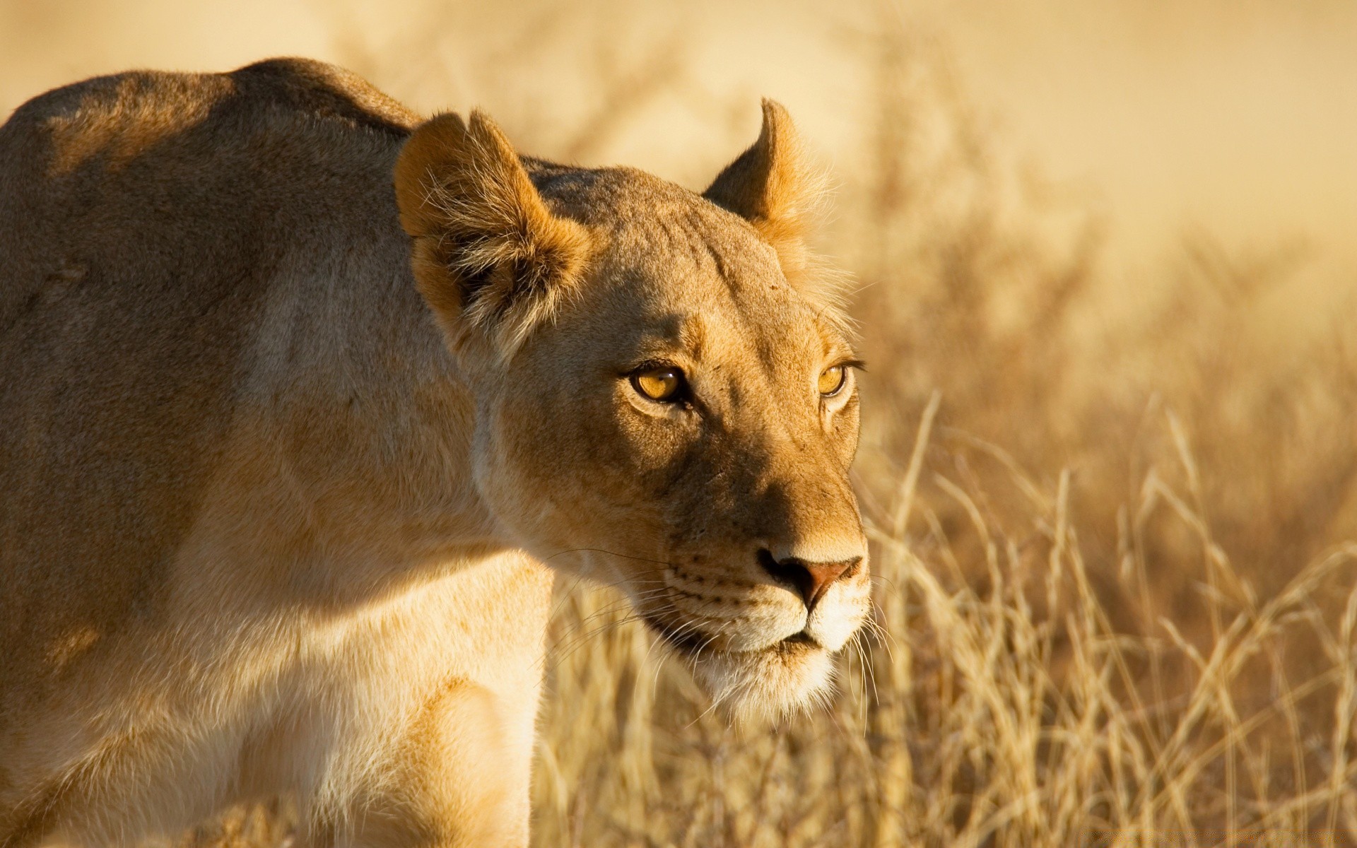 animals cat lion mammal wildlife animal nature lioness safari wild predator