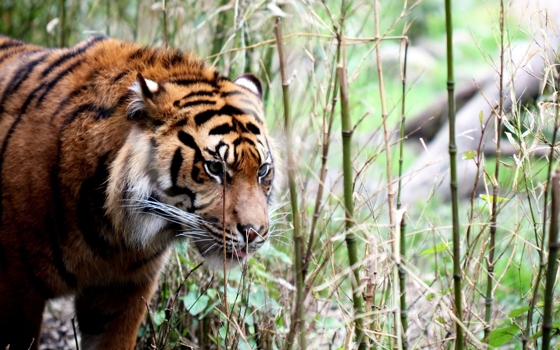 animales vida silvestre gato mamífero depredador tigre carnívoro salvaje cazador animal selva piel zoológico naturaleza peligro ojo mirando agresión raya grande retrato