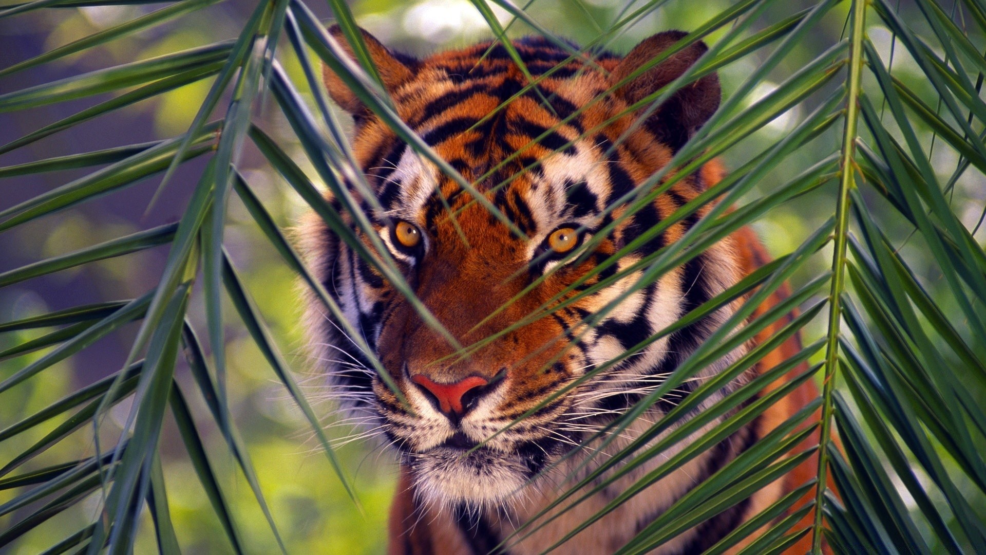 animais natureza vida selvagem gato árvore selva selvagem predador animal