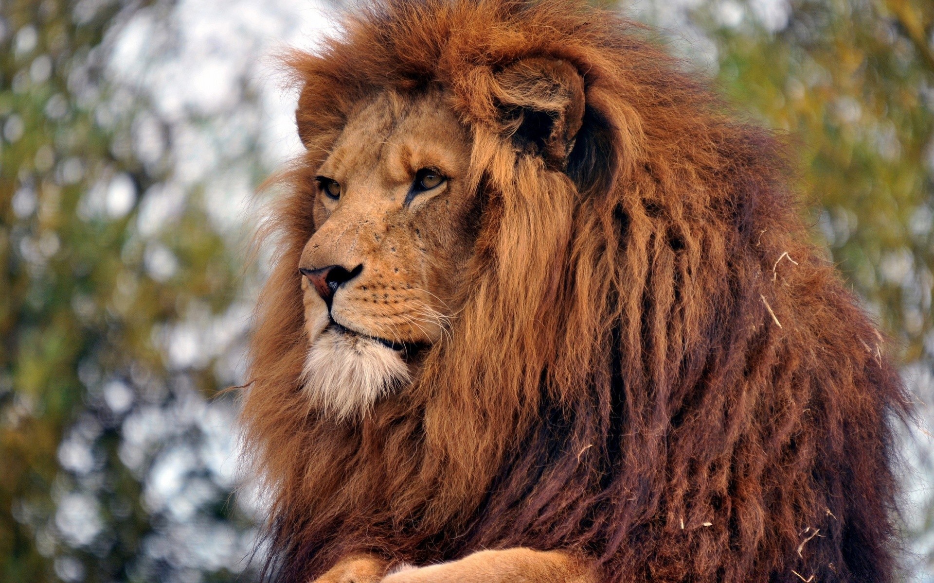 tiere katze säugetier löwe tierwelt fell tier manet porträt raubtier wild natur zoo fleischesser