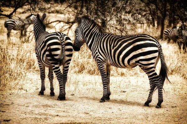 Eine Herde von Zebras auf der Rückseite