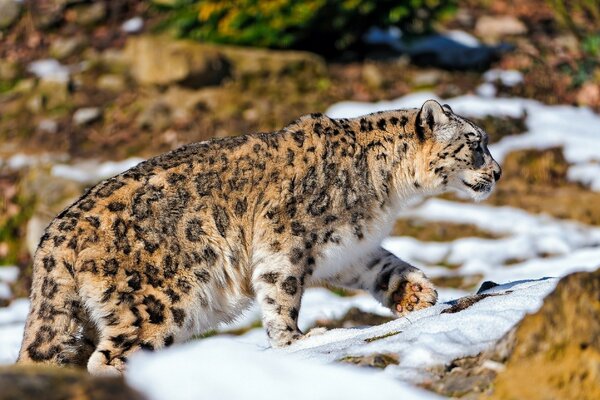 Un delizioso predatore in natura