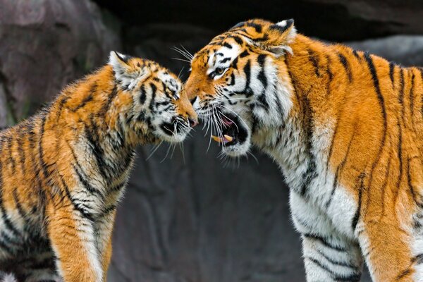 Adorables tigres en la naturaleza