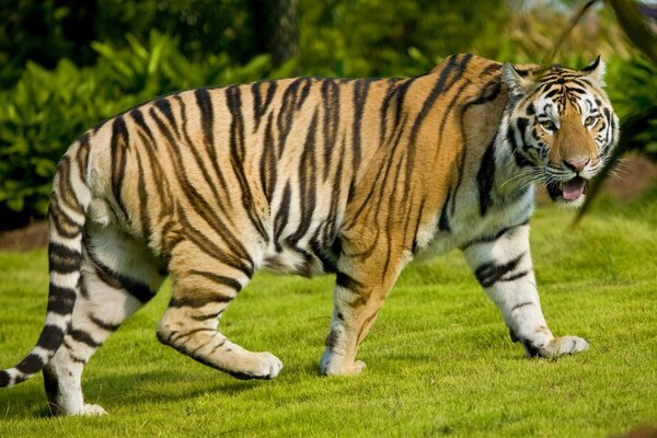 Enorme tigre en la hierba verde