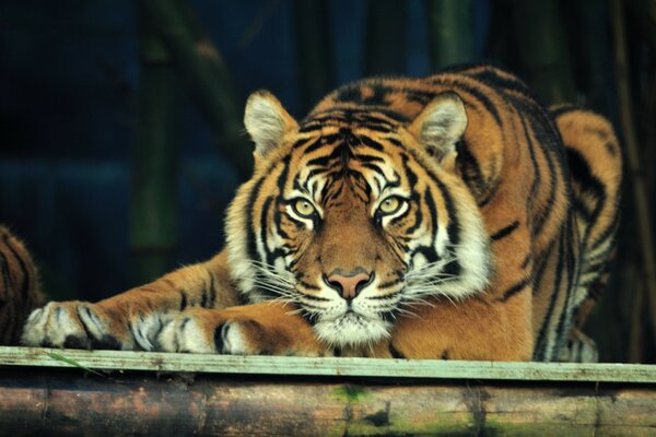 Tiger liegt und beobachtet Zoobesucher