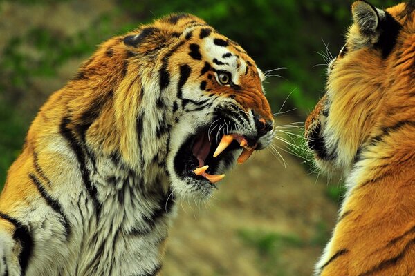 Tigre en la naturaleza