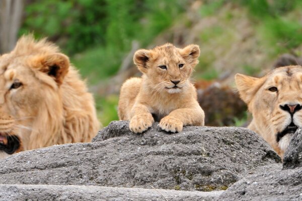 Löwenfamilie in freier Wildbahn