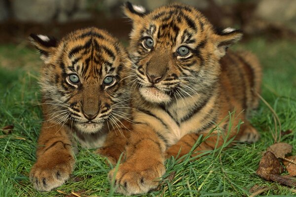 Blue-eyed tiger cubs lying on the grass