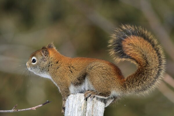 Cute squirrel in the wild