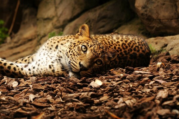 Leopardo in natura sdraiato a terra