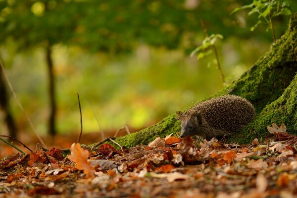 Ein Igel unter einem Baum in einer Herbstlandschaft