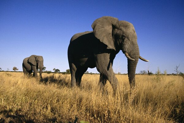 A family of elephants. A walk to the pasture