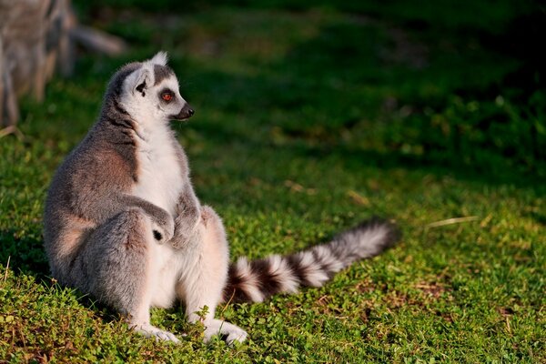 Trauriger Lemur schaut sehnsüchtig in die Ferne