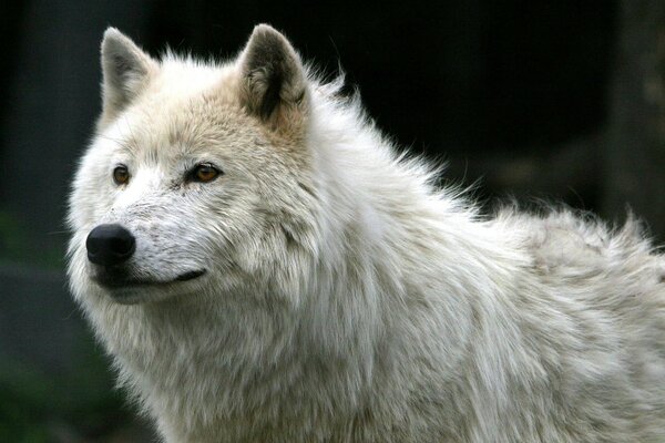 Weißer wilder Wolf Einzelgänger