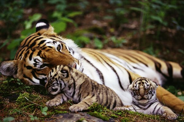 Tigress with cubs in the jungle thickets