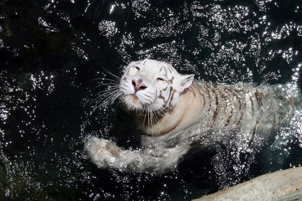 A white tiger bathes in a cool pond