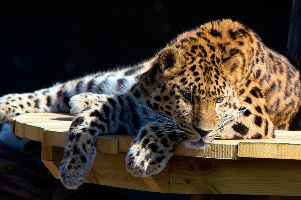 Guépard, chat sauvage, rapidité