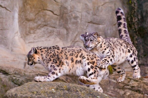 Animaux dans la nature mammifères