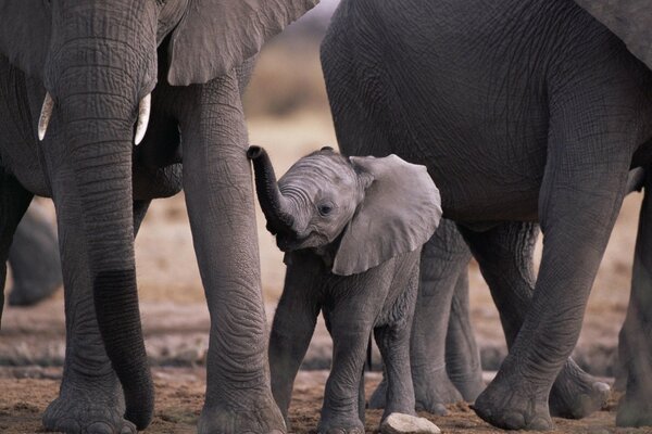 A lot of big elephants and baby elephants