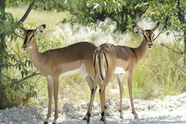 Deux antilopes dans un endroit magnifique