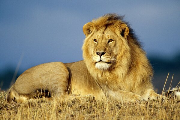 Lion roi des bêtes, mammifère de la faune