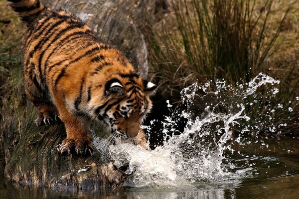 Vida silvestre tigre en el cuerpo de agua