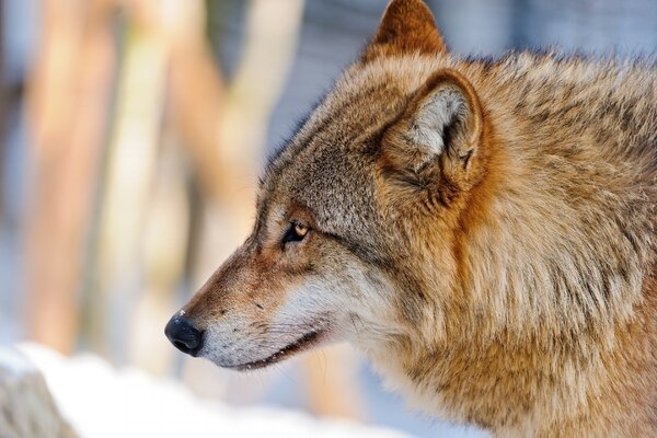 Wolf in freier Wildbahn im Winter