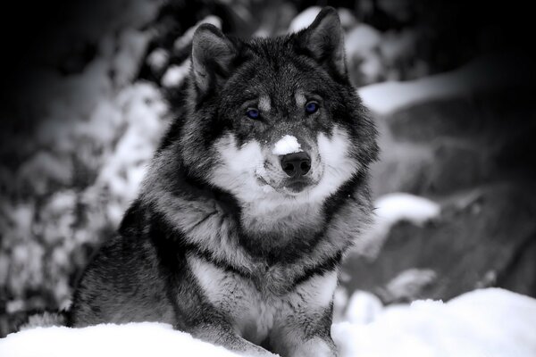 Winterfoto eines einsamen Wolfes im Wald