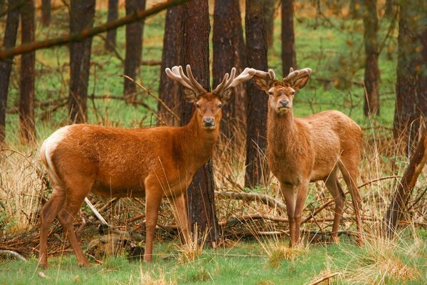 Femmina e maschio cervi nella foresta