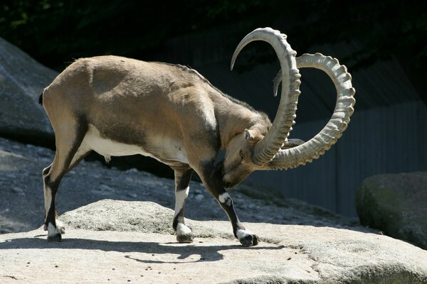 The mountain goat exposed its horns