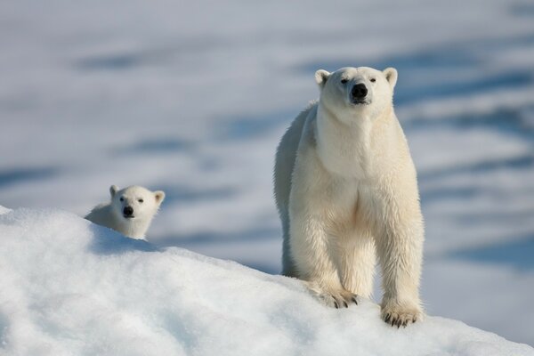 Ours polaire et ourson à l état sauvage