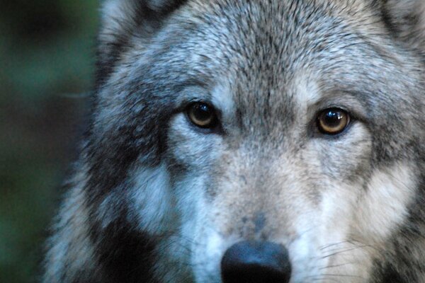 Imagen de un depredador, un lobo en primer plano