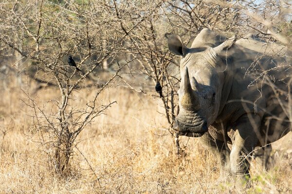 Safari Park, Nashorn in freier Wildbahn