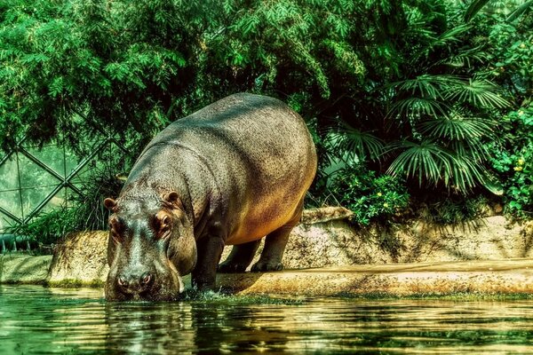 L hippopotame sauvage boit de l eau