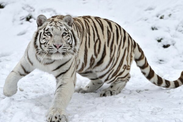 White tiger in the snow in winter