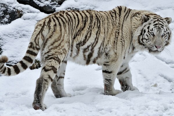 Tigre dans la nature