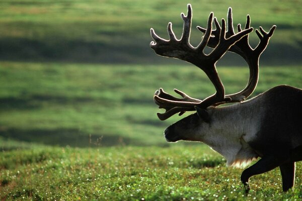 Cervo con corna ramificate che cammina sulla tundra