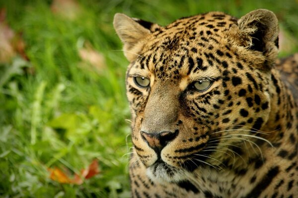 Depredador de leopardo en la naturaleza