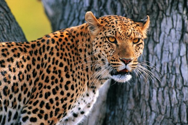 Vahşi doğada güzel bir leopar