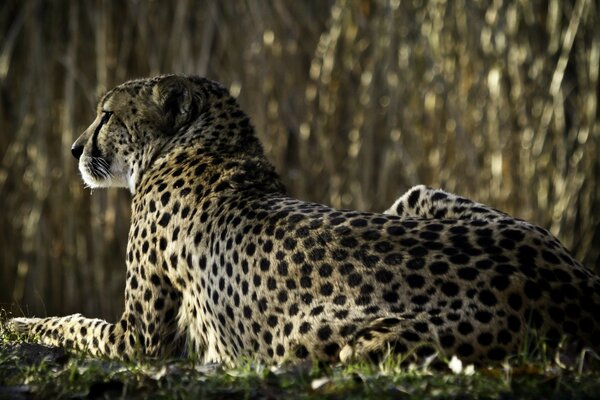 Ein Leopard ruht sich in freier Wildbahn auf dem Rasen aus