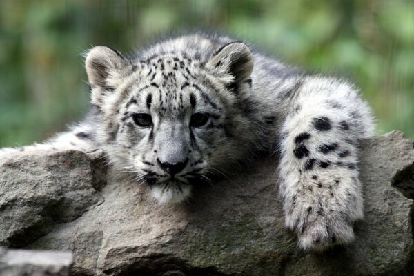 A little kitten is resting on a rock