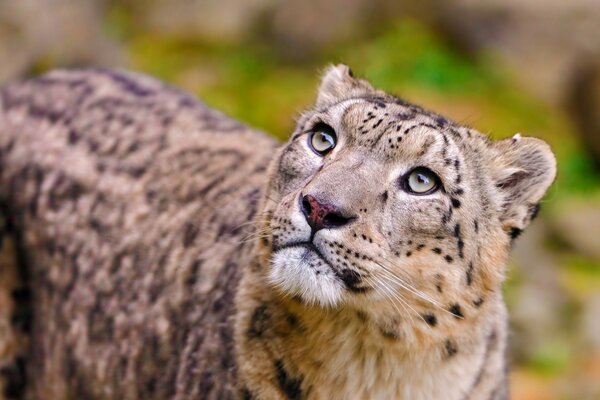 Animal de la familia de los gatos petnistoe