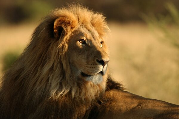 Retrato de fondo de un León en la Sabana