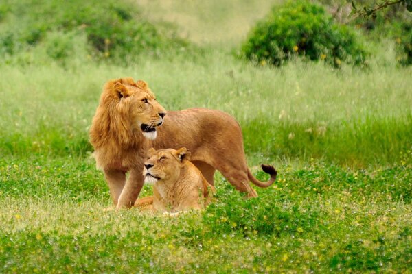 Un León con una Leona elegante se sentó en la hierba