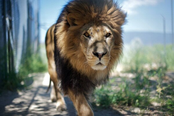 León en la naturaleza