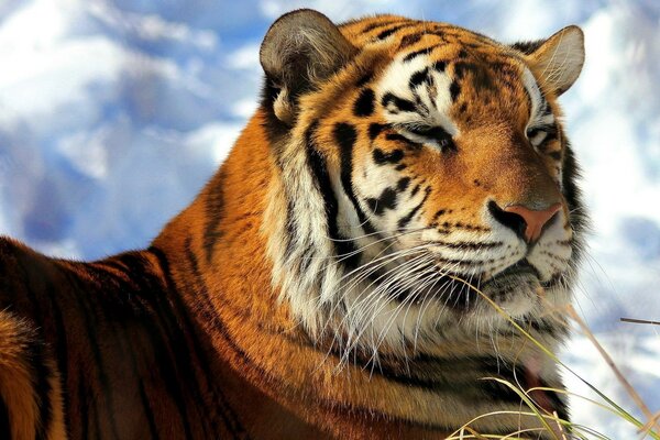 Tigre dans la nature