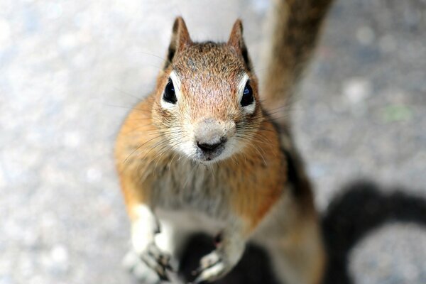 The rodent squirrel looks at me