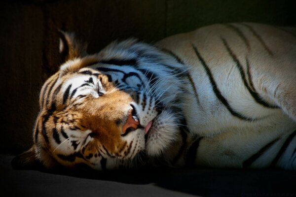 Tiger is an endangered species of mammals