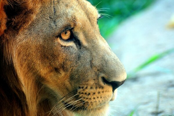 Lion pensif regardant au loin