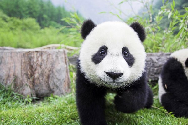 Panda sur l herbe, animal de la faune